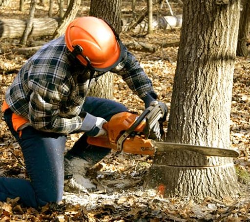 Tree Removal in Farnsworth, TX